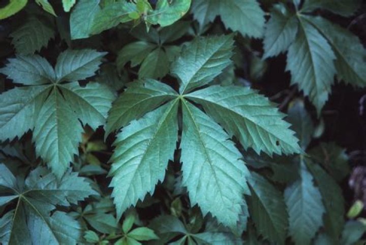 Can Virginia creeper cause a rash?
