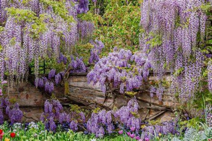 Can wisteria grow in Phoenix AZ?