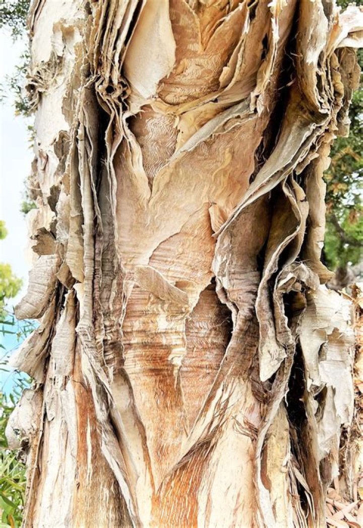Can you buy almond bark in Australia?
