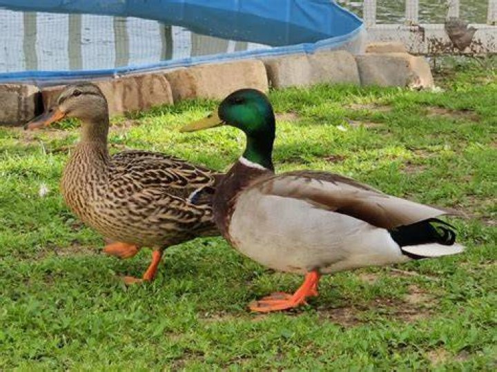 Can you cross breed ducks?