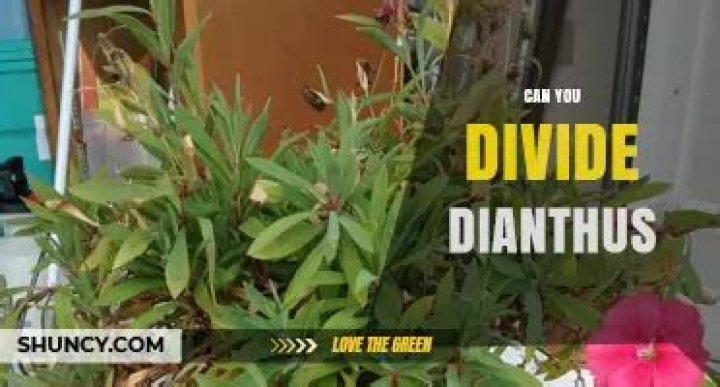 Can you divide dianthus?