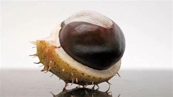 Can you eat a buckeye nut?