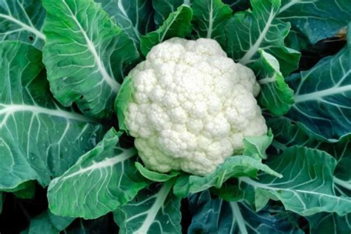 Can you eat raw cauliflower leaves?