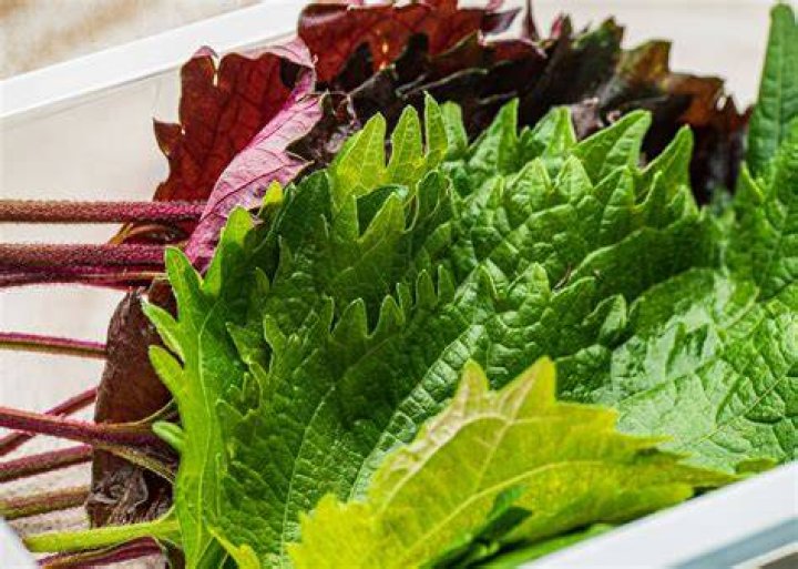 Can you eat sesame leaves Raw?