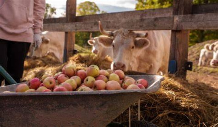 Can you feed apples to cows?