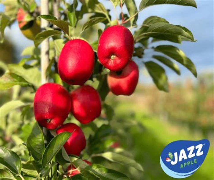 Can you grow Jazz apples in the UK?