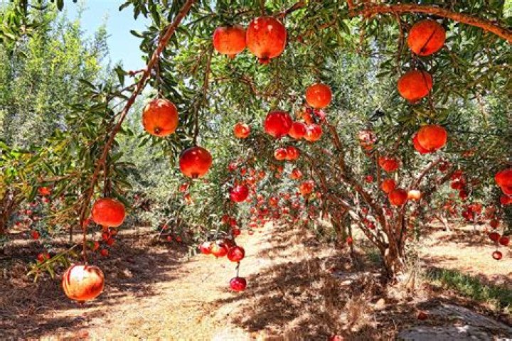 Can you grow pomegranate in Washington state?