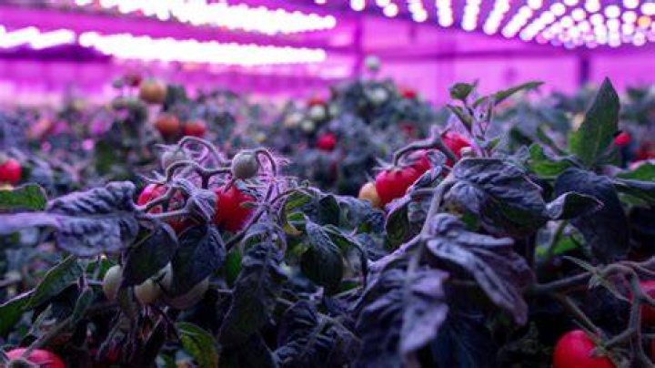 Can you grow tomatoes with fluorescent lights?