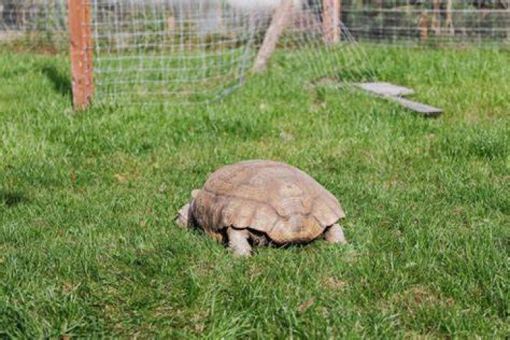Can you have a tortoise as a pet in California?