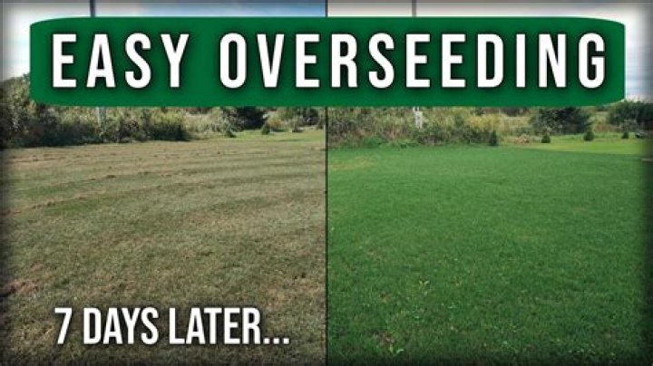 Can you overseed alfalfa?