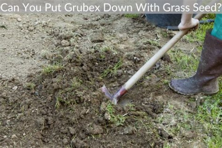 Can you put GrubEx down with grass seed?
