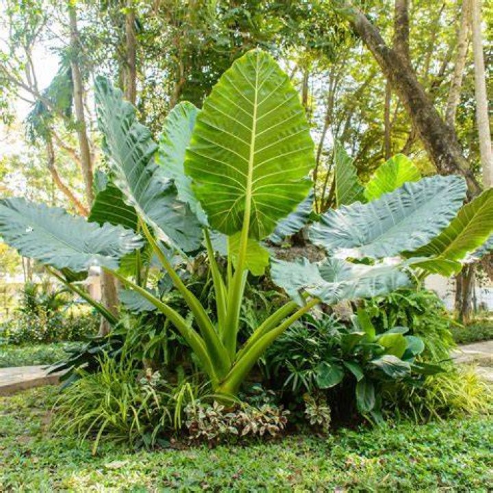 Can you root elephant ears?