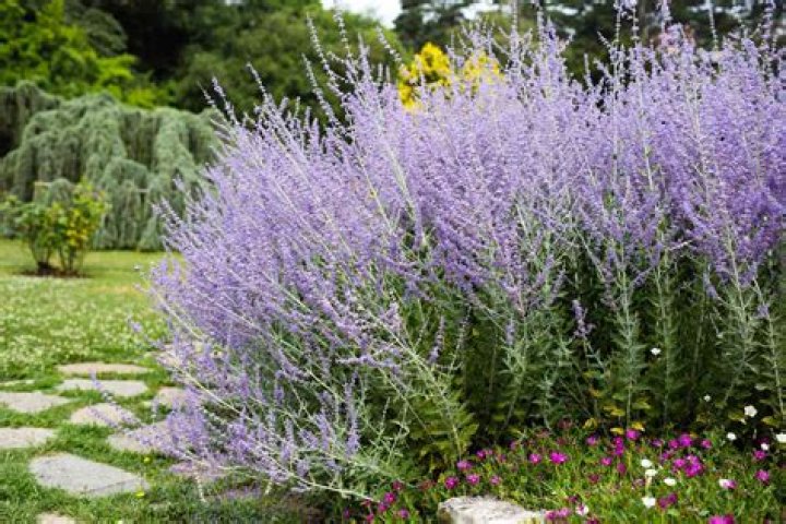 Can you transplant Russian sage?