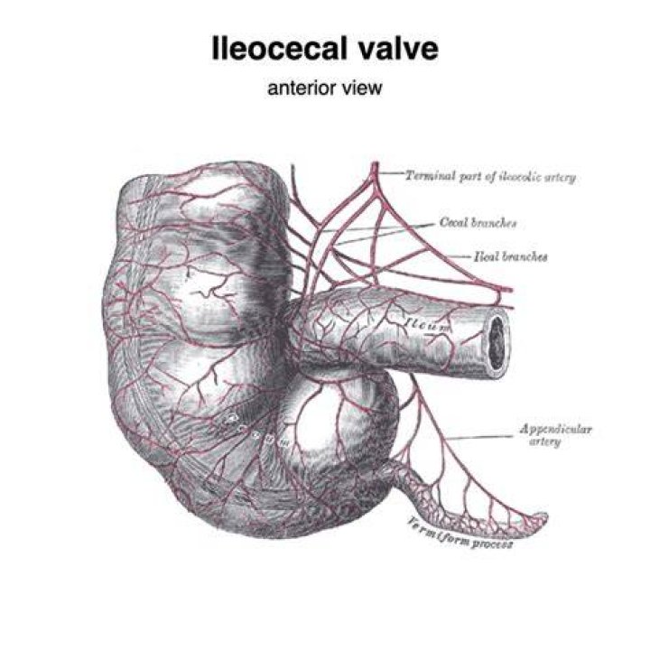 ¿Cuál es la función de la valvula ileocecal?