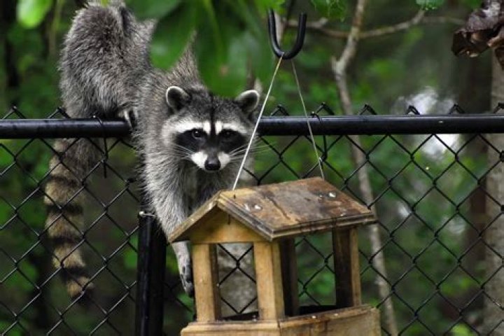 Did Poe have a pet racoon?