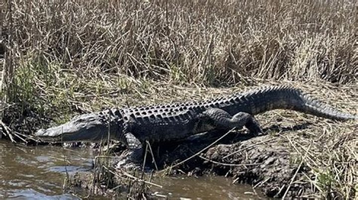 Do alligators hibernate in North Carolina?