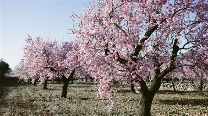 Do almond trees grow in Florida?