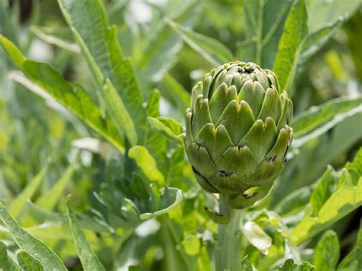 Do artichokes need to be organic?