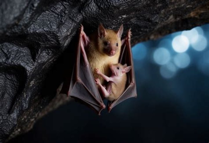 Do bats lay eggs?