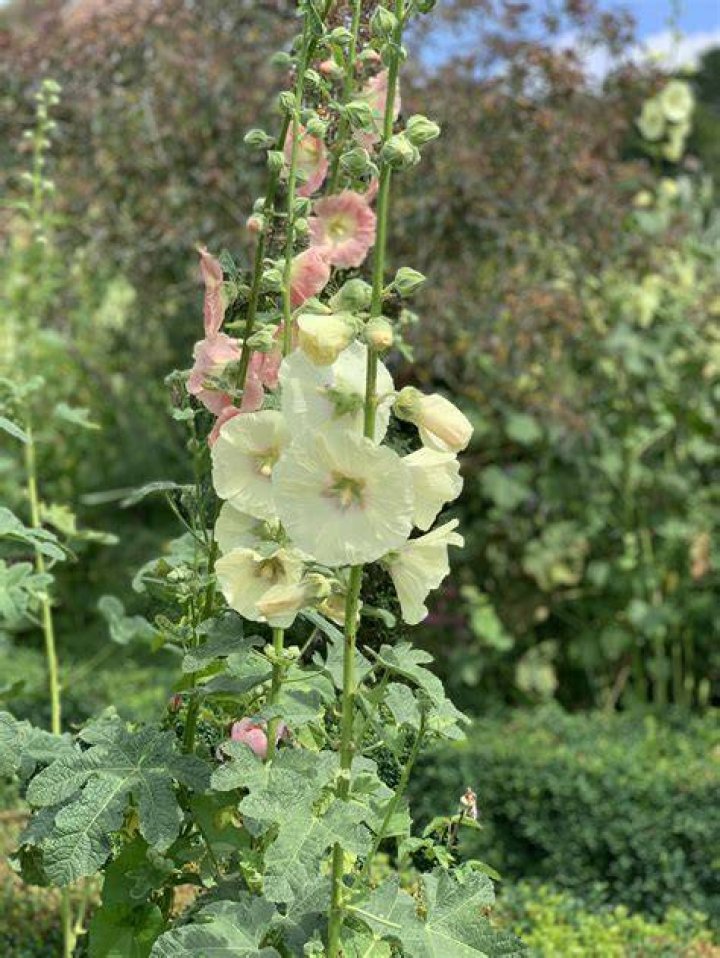 Do bees like hollyhocks?
