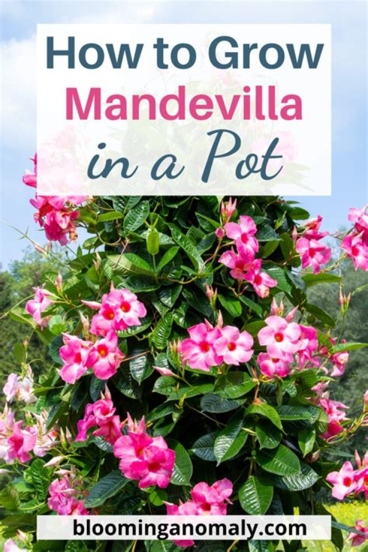 Do bees like Mandevilla?