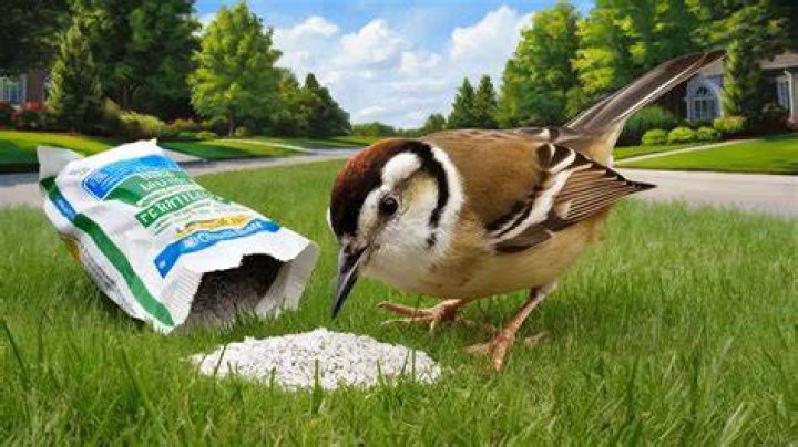 Do birds eat lawn fertilizer?