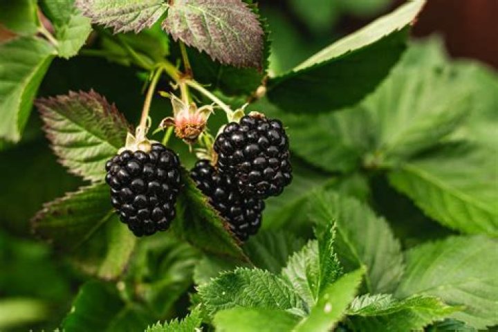 Do blackberry bushes like sun or shade?