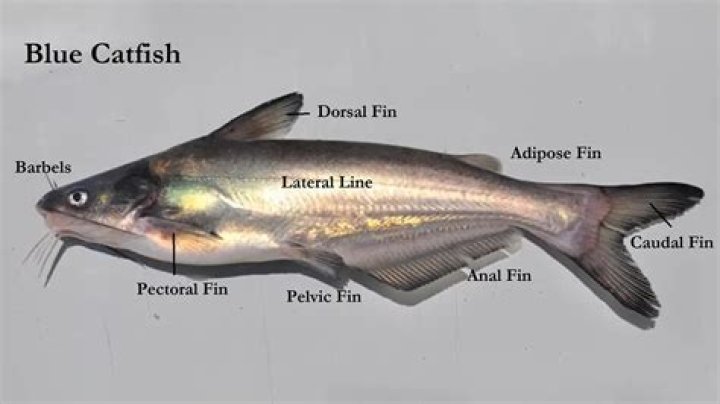 Do blue catfish have barbs?