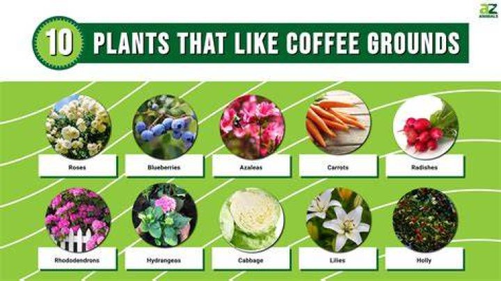 Do caladiums like coffee grounds?