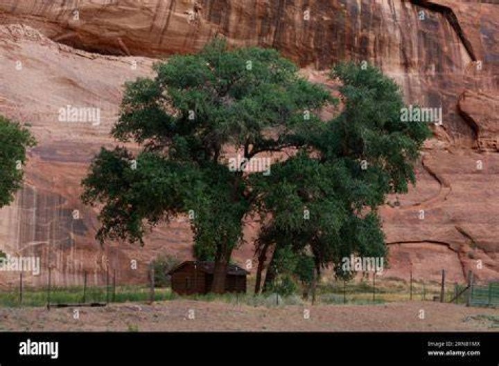 Do cottonwood trees grow in Arizona?