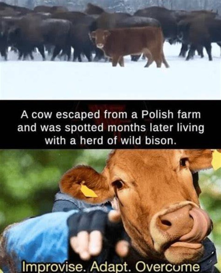 do cows drink their own milk?
