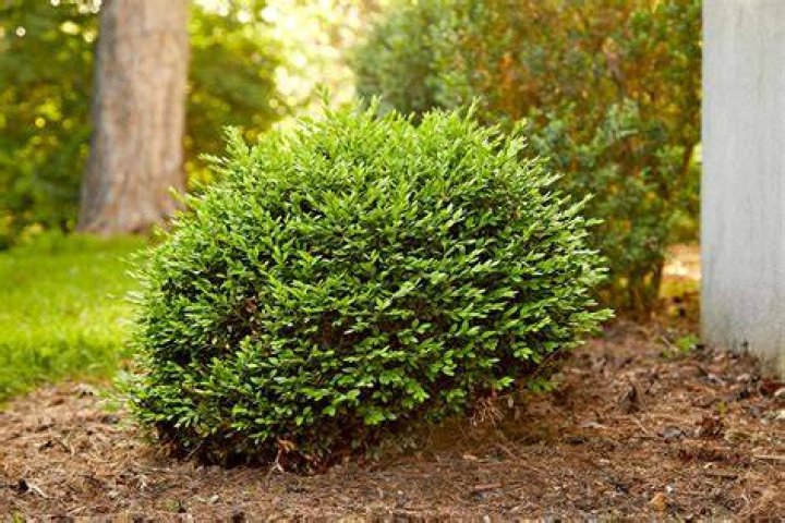 Do deer eat Green Mountain boxwood?