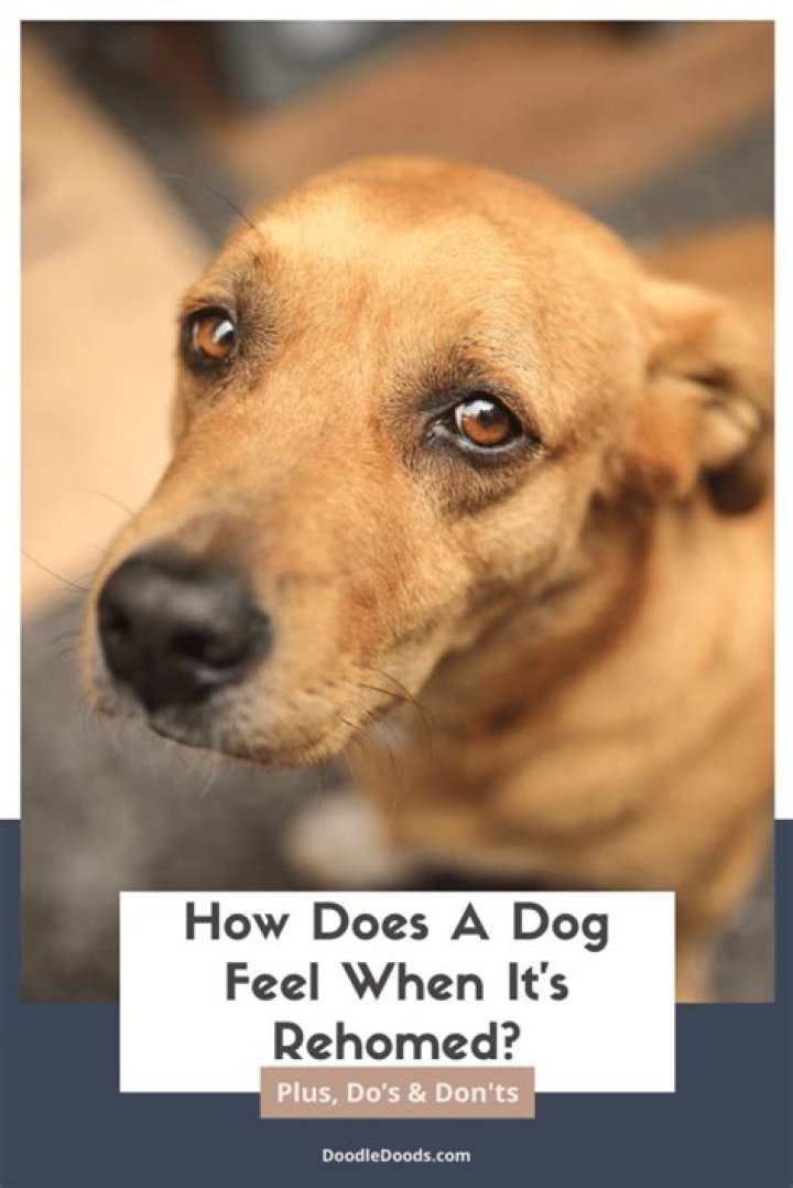Do dogs feel abandoned by Foster?
