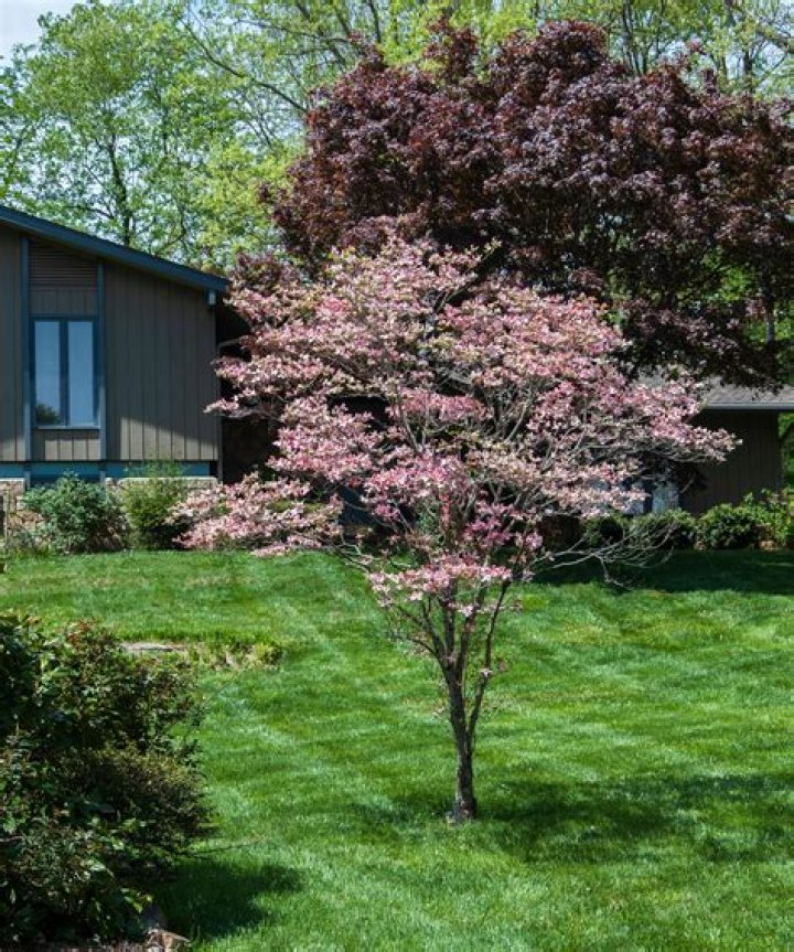 Do dogwood trees grow in Colorado?