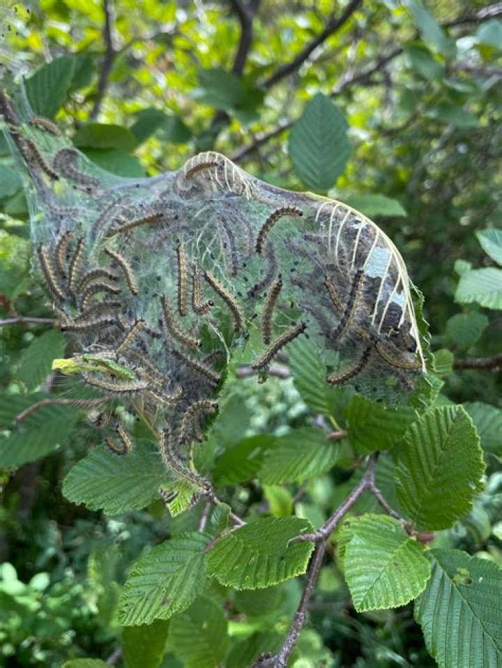Do Fall webworms kill trees?
