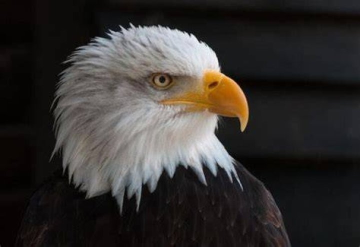 Do female bald eagles have a white head?