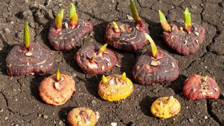 Do gladioli bulbs spread?