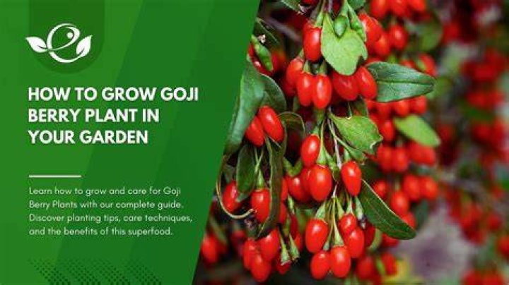 Do Goji berry plants need full sun?