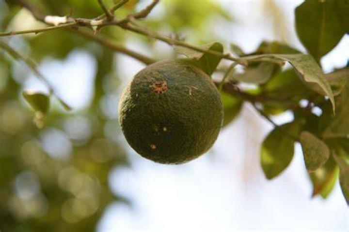 Do grapefruit ripen after picking?