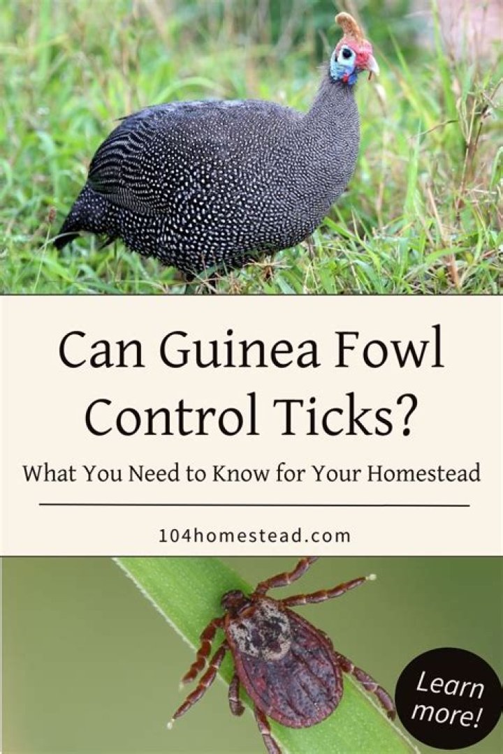 Do guinea fowl eat flies?