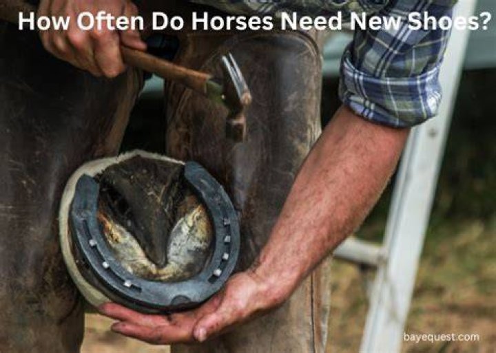 Do horses like getting new shoes?