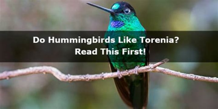 Do hummingbirds like torenia?