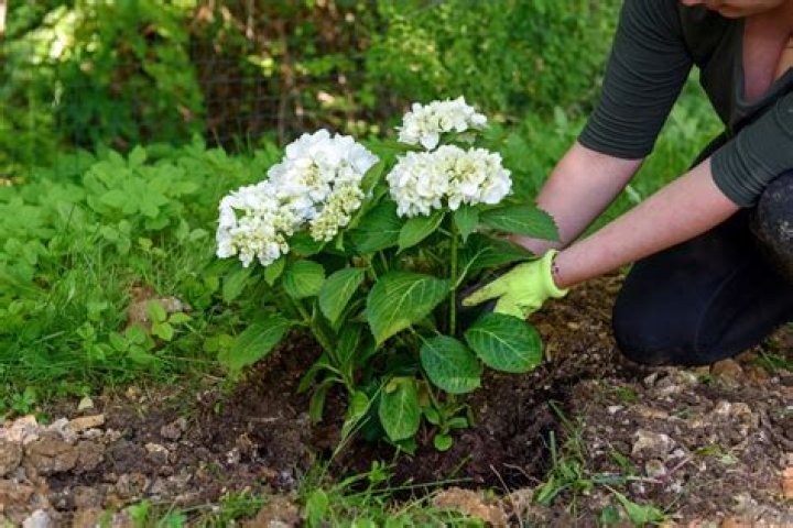 Do hydrangeas grow in Minnesota?