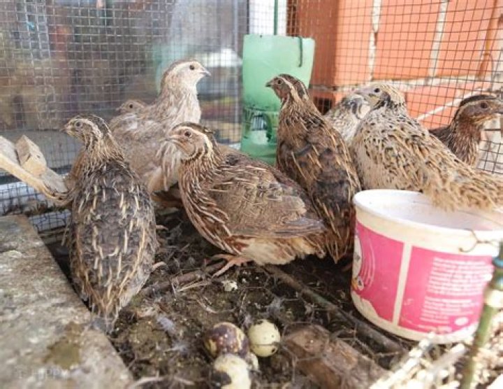 Do I need a permit to raise quail in Texas?