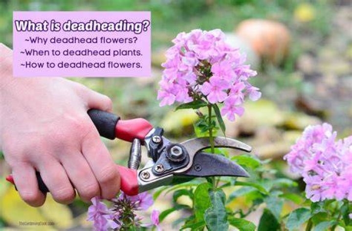 Do impatiens need deadheading?