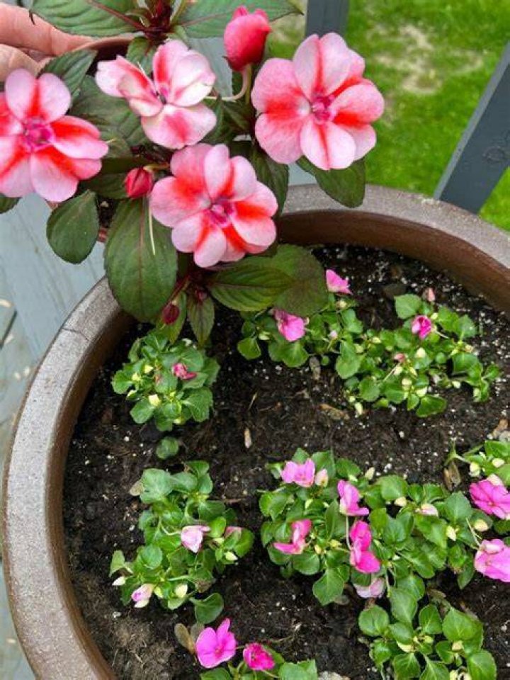 Do impatiens reseed?