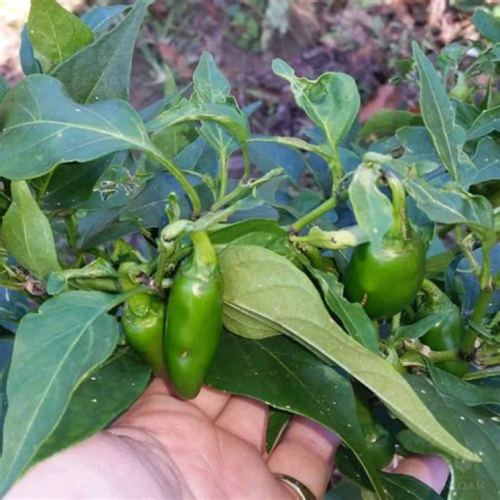 Do jalapenos ripen after being picked?