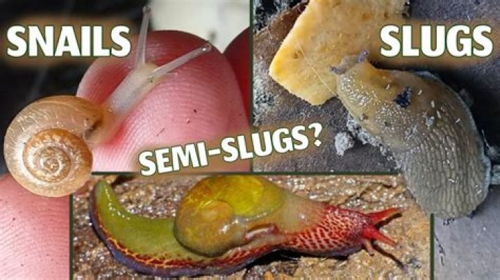 Do Magpies eat slugs and snails?