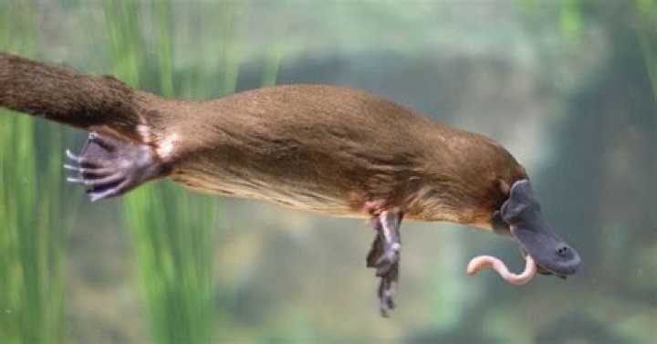 Do male or female platypus have poison claws Persona 4?