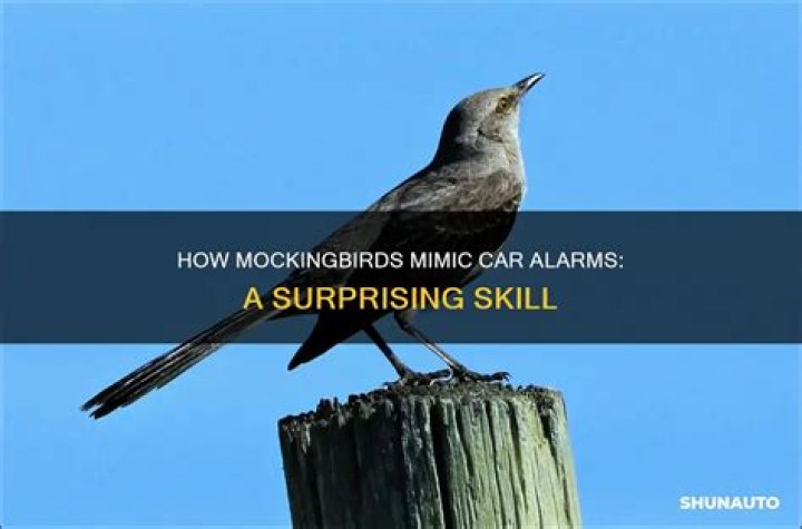 Do mockingbirds imitate car alarms?